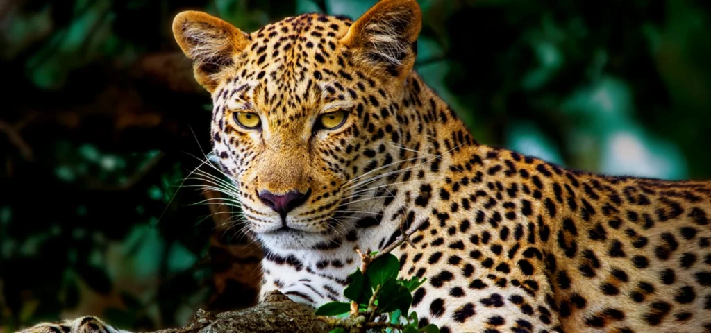 OLED55G56LA.ATR videoframe_4129